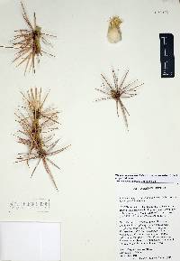 Echinocactus polycephalus image