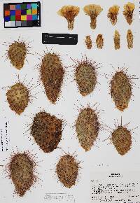 Opuntia polyacantha image