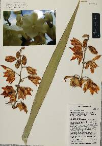 Yucca x schottii image
