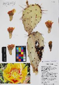 Opuntia phaeacantha image