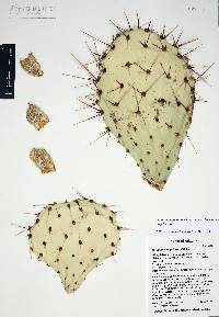 Opuntia engelmannii var. engelmannii image