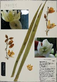 Yucca x schottii image