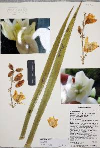 Yucca x schottii image