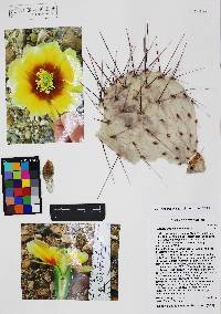 Opuntia phaeacantha image