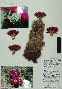 Echinocereus bonkerae subsp. bonkerae image