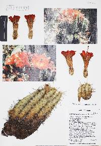 Echinocereus coccineus subsp. santaritensis image