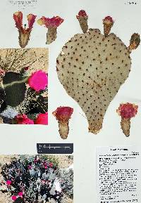 Opuntia basilaris image