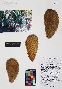 Opuntia microdasys image