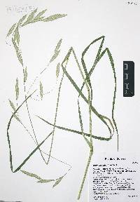 Bromus catharticus image