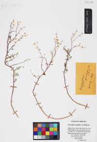 Oncosiphon pilulifer image