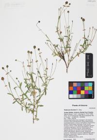 Helenium thurberi image