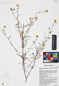 Heliomeris longifolia image