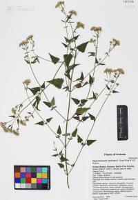 Fleischmannia sonorae image