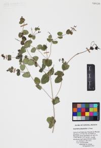 Guardiola platyphylla image