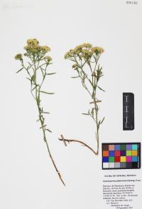 Gymnosperma glutinosum image