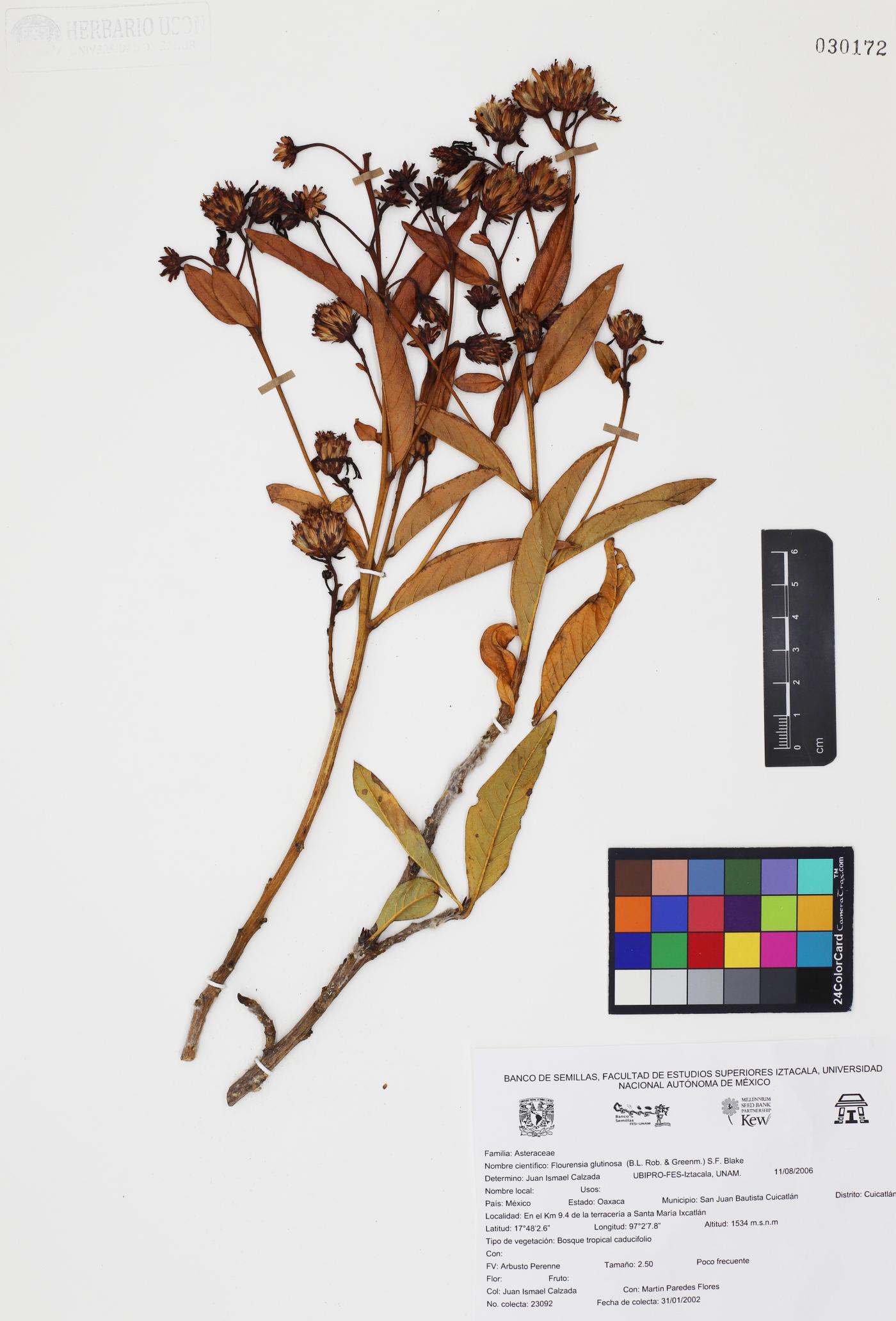 Flourensia glutinosa image
