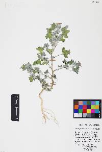 Chenopodium neomexicanum image