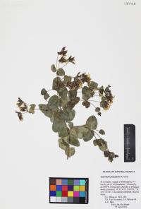 Guardiola platyphylla image