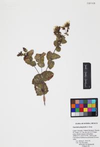 Guardiola platyphylla image