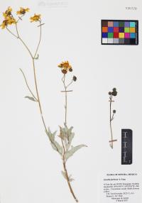 Encelia farinosa image
