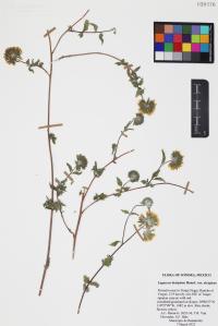 Lagascea decipiens var. decipiens image