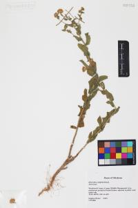 Heterotheca subaxillaris image