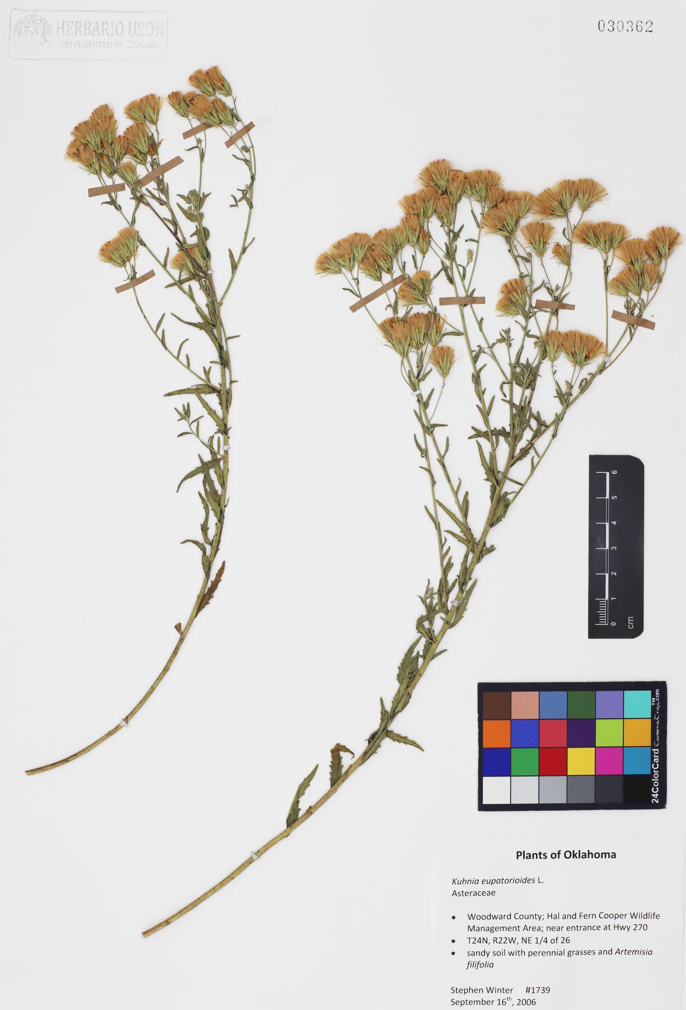 Kuhnia eupatorioides image