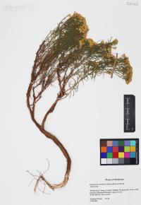 Gutierrezia sarothrae image