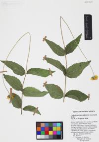 Lasianthaea podocephala image