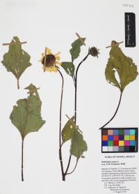 Helianthus annuus image
