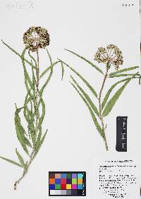 Asclepias asperula image