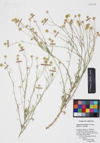 Erigeron incomptus image