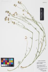 Erigeron incomptus image