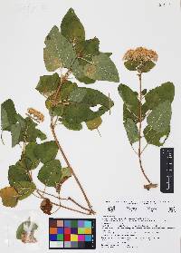Ageratina tomentella image
