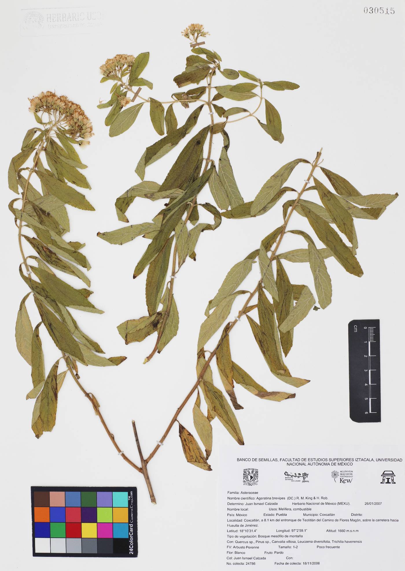 Ageratina brevipes image