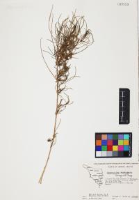 Ambrosia monogyra image