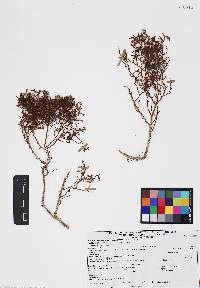 Allenrolfea occidentalis image