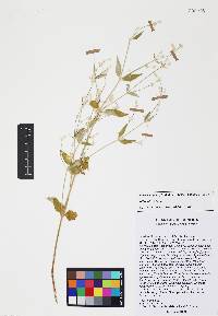 Iresine latifolia image