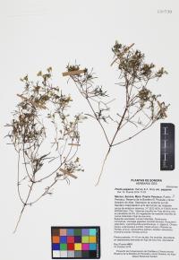 Pectis papposa image
