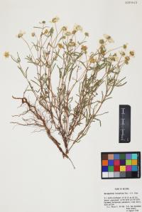 Melampodium leucanthum image