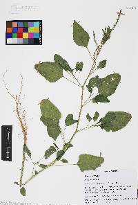 Amaranthus viridis image