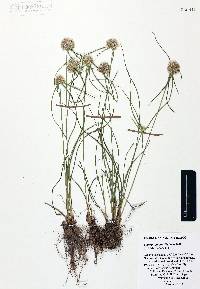 Cyperus andinus image
