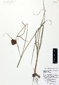 Cyperus manimae image