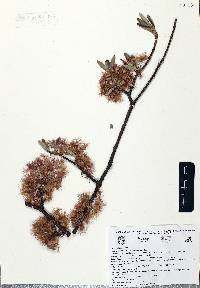 Lasiocarpus ferrugineus image