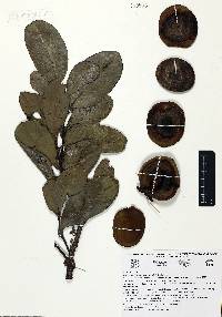 Diospyros nigra image