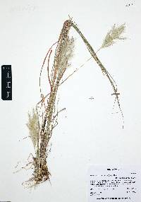 Bothriochloa barbinodis image