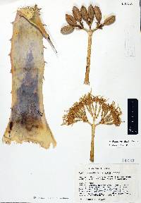 Agave simplex image