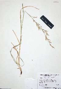 Bromus catharticus image