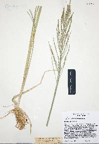 Diplachne fusca subsp. uninervia image