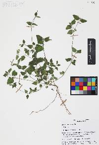 Calyptocarpus vialis image